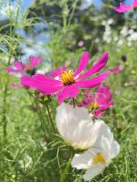 Flower Garden 