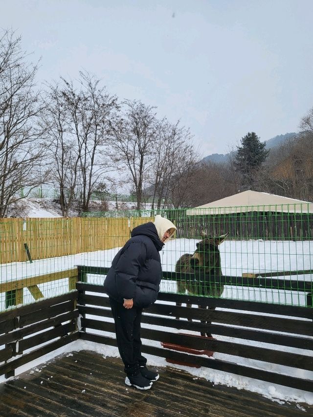 눈오는날 꼭 가야할 켄싱턴평창호텔