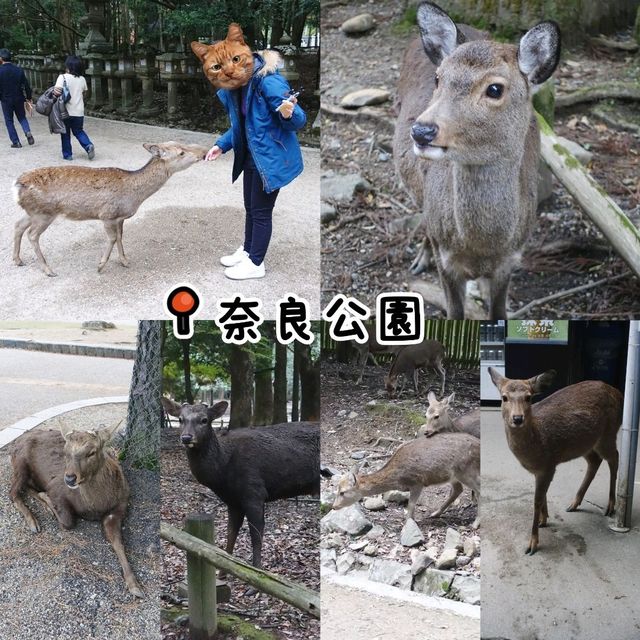 2日1夜京阪奈鐵路遊😻