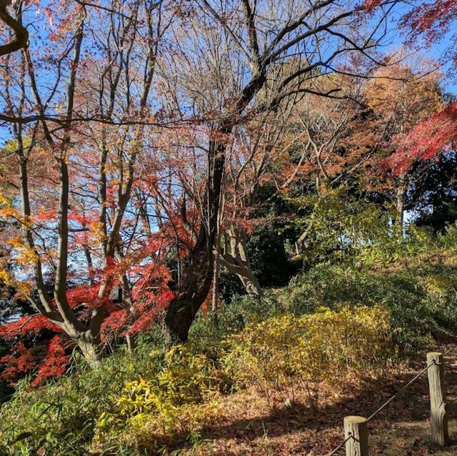Tamagawadai Park (多摩川台公園)