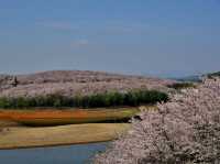 貴安櫻花園賞櫻美景