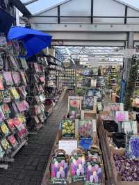 A Colorful Stroll Through Bloemenmarkt, Amsterdam