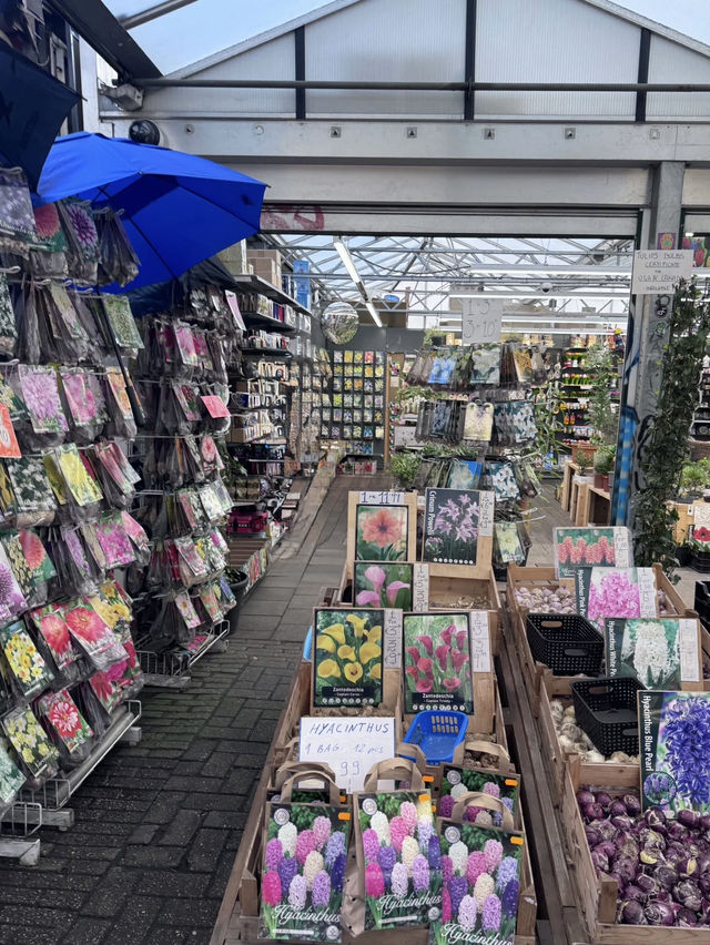 A Colorful Stroll Through Bloemenmarkt, Amsterdam