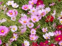 The Cosmos Flower Festival at Han River Citizen Park in Guri