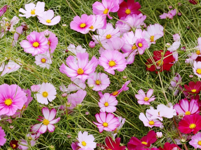 The Cosmos Flower Festival at Han River Citizen Park in Guri
