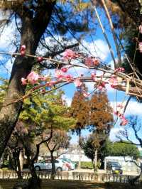 熊本水前寺成趣園昂、出水神社，寧靜美，還有喝了會長壽的水！！