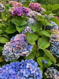 Blooming at Weston Park Museum Garden