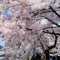 🌸 **仙台西公園櫻花觀賞遊覽分享** 🌸