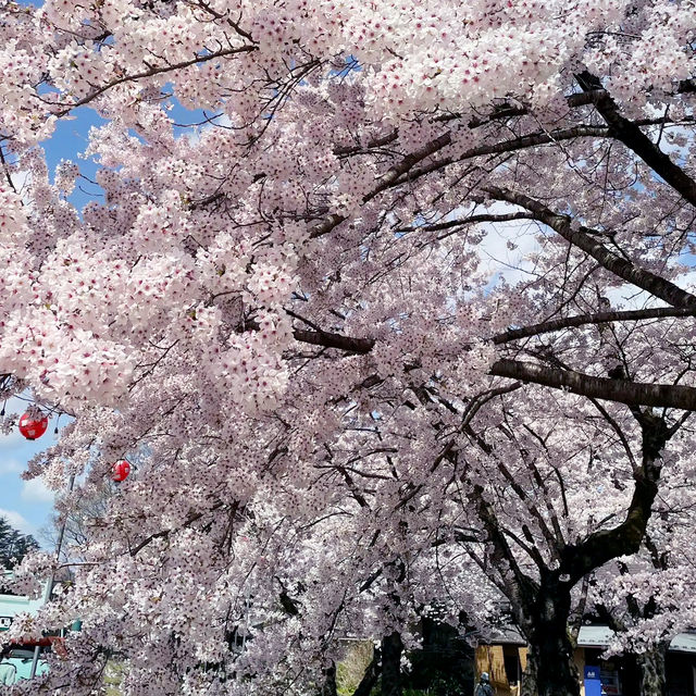 🌸 **仙台西公園櫻花觀賞遊覽分享** 🌸