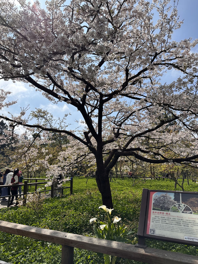 阿里山賞櫻🌸逐日之旅