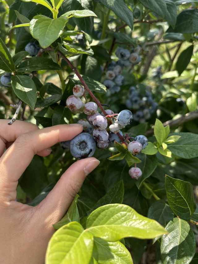 多倫多好去處之摘藍莓真的很累🧑🏻‍🌾 
