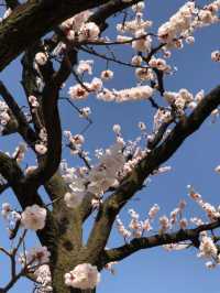 Cherry Blossom 🌸 trip to Cangzhou