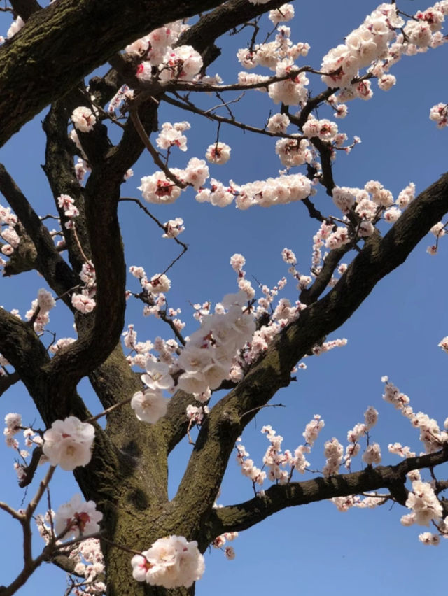 Cherry Blossom 🌸 trip to Cangzhou