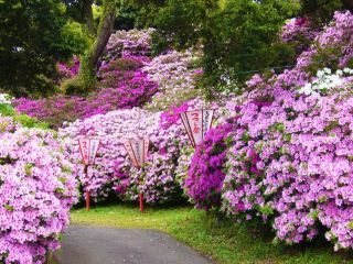  Chasing Azaleas at Hofukuji-yama Azalea Park