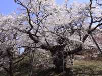 Chasing Sakura at Eboshiyama Senbonzakura