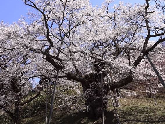 Chasing Sakura at Eboshiyama Senbonzakura