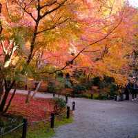 Kyoto không đông đúc - Enkouji Temple