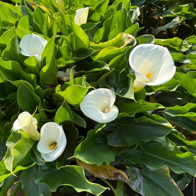 陽明山竹子湖