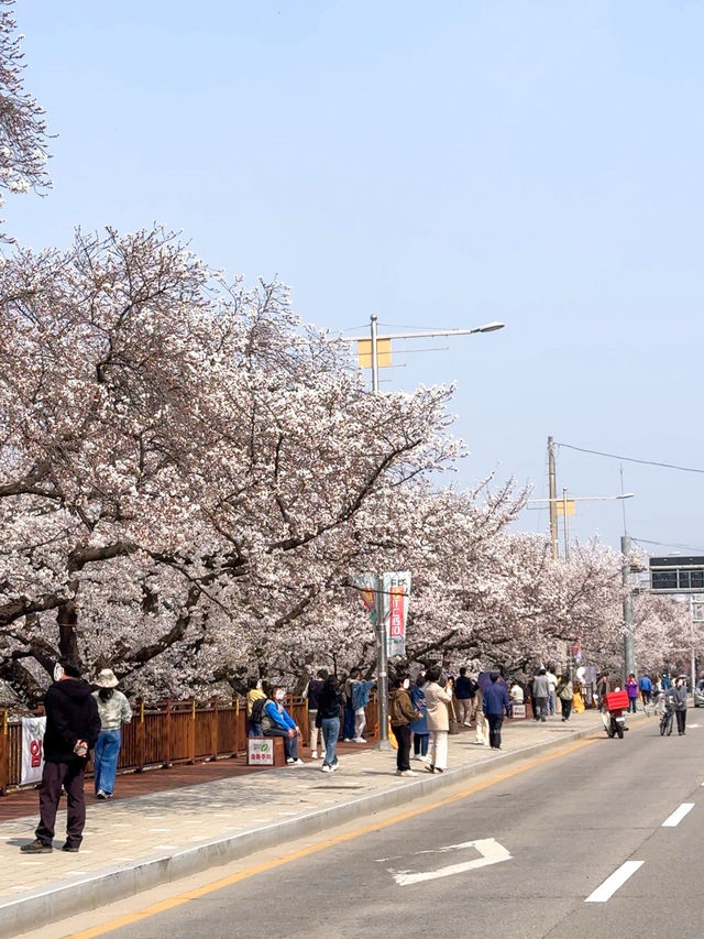 벚꽃과 먹거리를 즐길 수 있는 축제