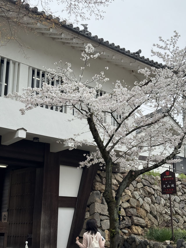 한국인 1명도 없는 나고야 근교 이누야마 벚꽃여행
