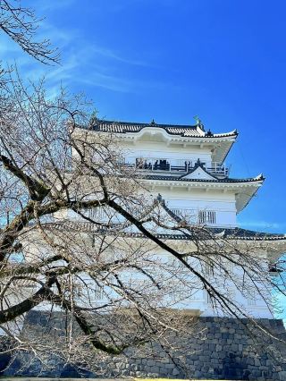 Early Spring at Odawara Castle🌸