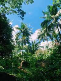 ✨💙Greenery at The Farm at San Benito✨💙