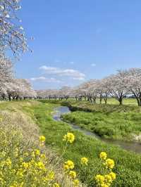 【福岡観光】桜パトロール