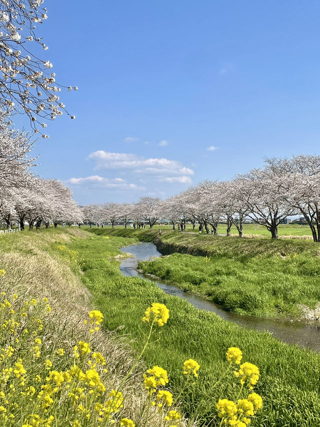 【福岡観光】桜パトロール