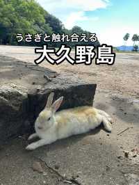 【広島】うさぎと触れ合える！実は悲しい歴史をもつ島・