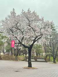 Immerse yourself to a Traditional Korean Culture of Late Joseon Era