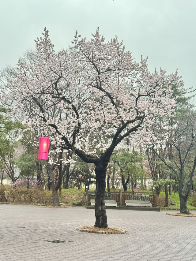 Immerse yourself to a Traditional Korean Culture of Late Joseon Era