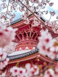 ⛩️壺阪寺🎎千年古剎的櫻花秘境🌸