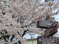 櫻花紛飛的高山飛驒〔中橋〕的春日奇蹟