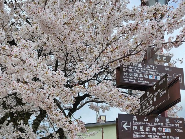 櫻花紛飛的高山飛驒〔中橋〕的春日奇蹟