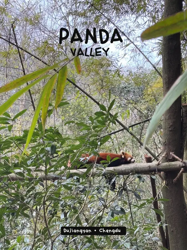 ไปดูแพนด้าที่ panda valley เมือง Dujiangyan เฉิงตู
