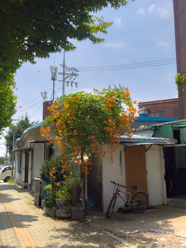 포토존 끝판왕, 한강 능소화 명소🎞️🌺