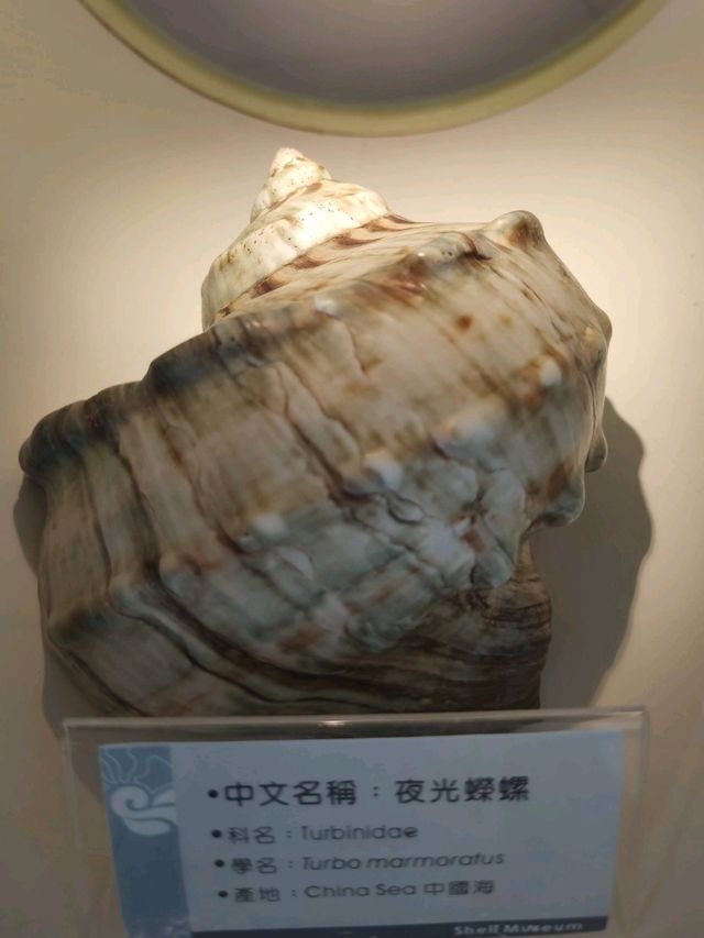 #旗津貝殼館-高雄市旗津區
