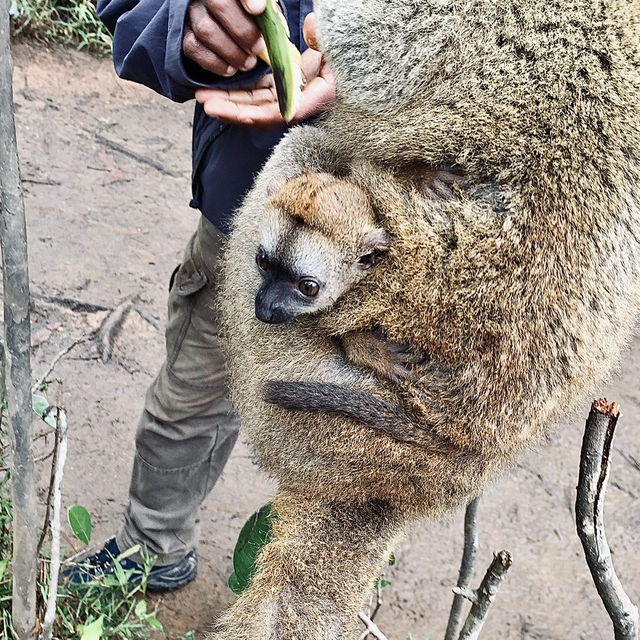 Lemur Island｜看狐猴的最佳地點之一