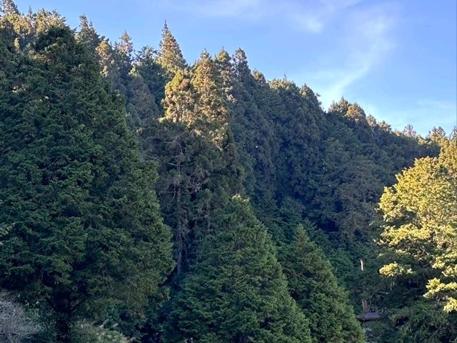 อาลีซาน 阿里山