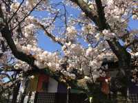 雨宝院と桜（京都府京都市）