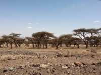 Serengeti Main Gate｜塞倫蓋提主入口｜坦尚尼亞