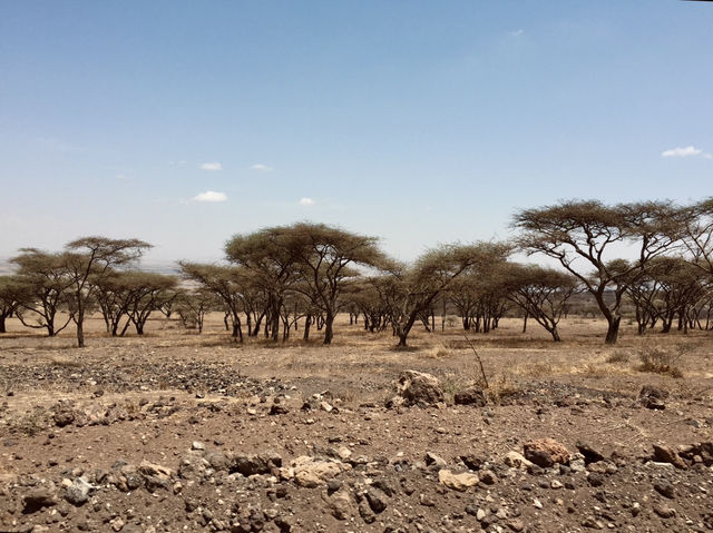 Serengeti Main Gate｜塞倫蓋提主入口｜坦尚尼亞