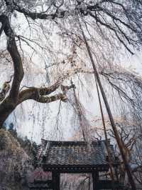 【おすすめ桜スポット】秩父の清雲寺　樹齢600年の枝垂れ桜