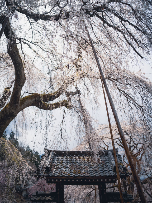 【おすすめ桜スポット】秩父の清雲寺　樹齢600年の枝垂れ桜