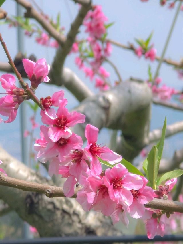 복사꽃 명소 이천