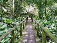 Gomantong Caves – The Wild, Otherworldly Heart of Sabah