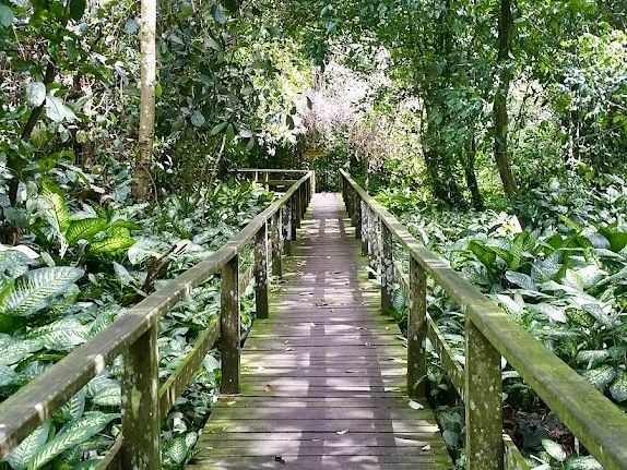 Gomantong Caves – The Wild, Otherworldly Heart of Sabah