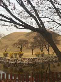 “Gyeongju in Bloom: Where History Meets Cherry Blossoms”