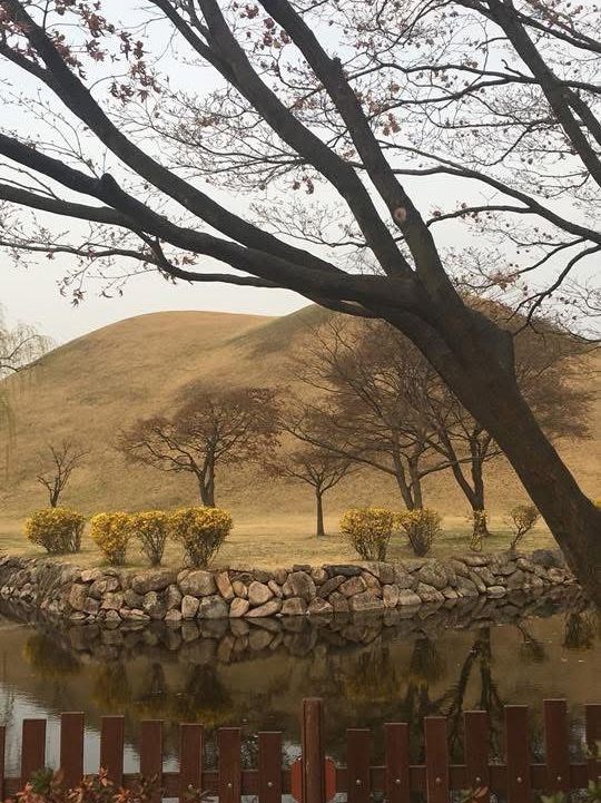 “Gyeongju in Bloom: Where History Meets Cherry Blossoms”