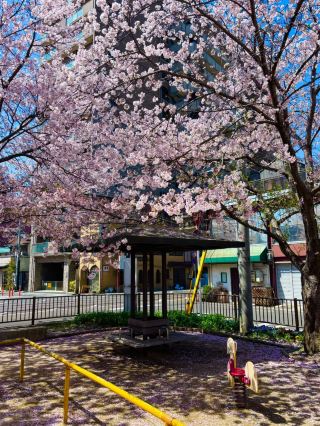 🌸 Kansai’s Hidden Cherry Blossom Map 